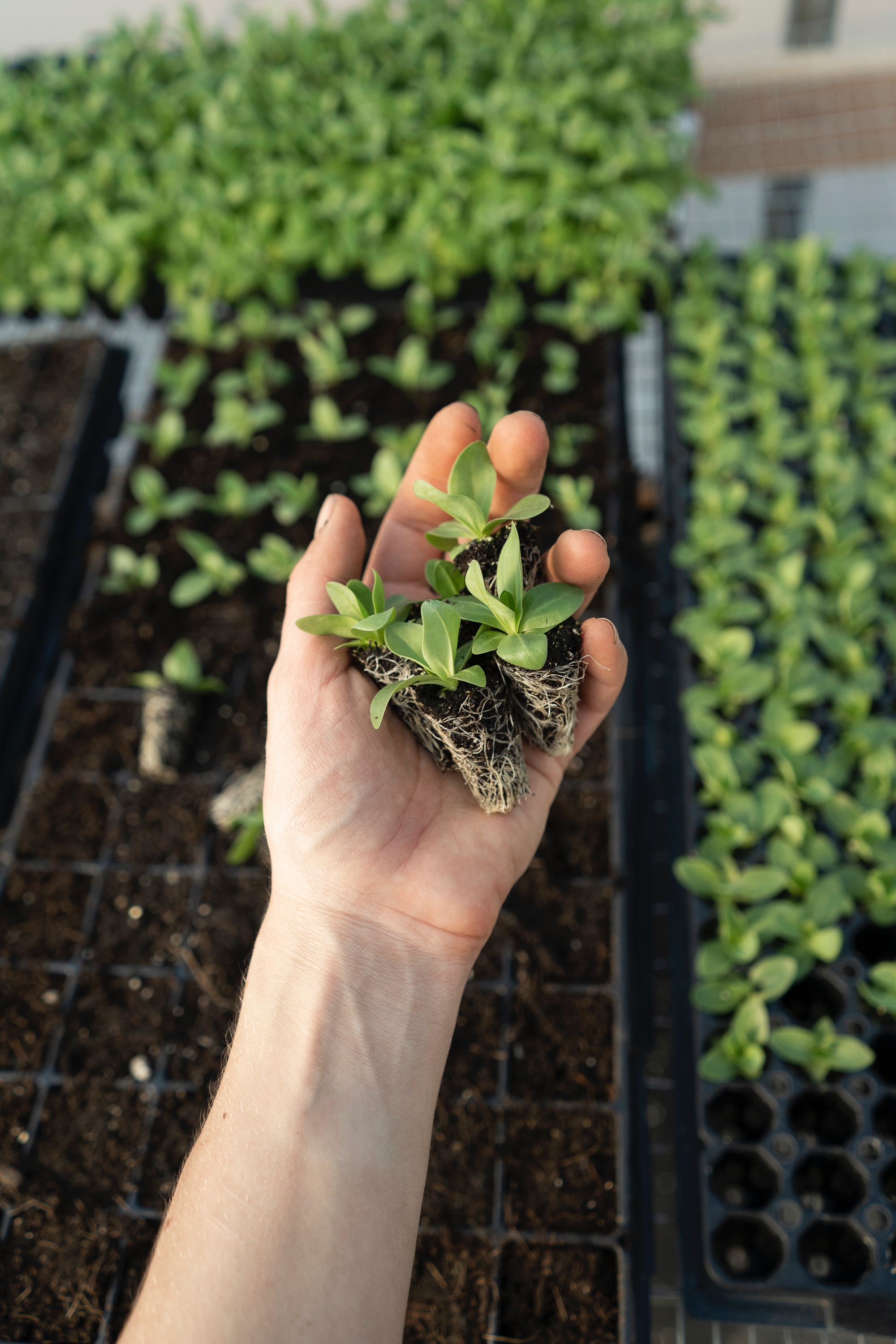 Employment at Jericho Nursery
