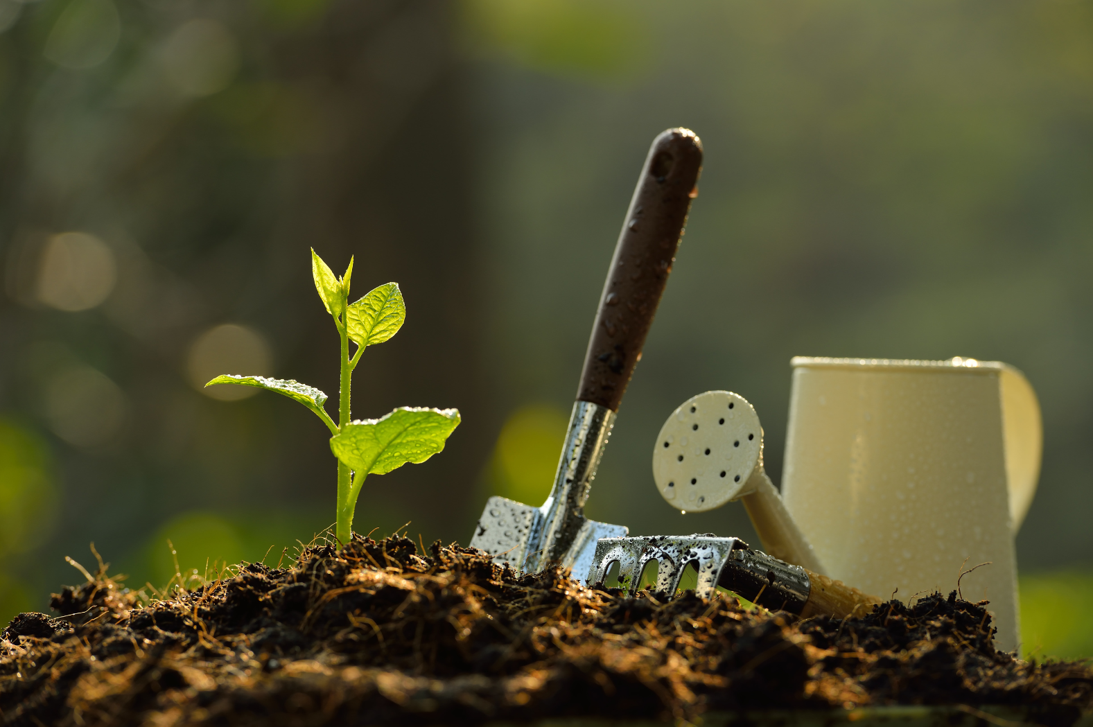 Jericho Nursery Planting